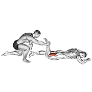 assisted prone hamstring egzersiz gösterimi