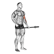 barbell alternate biceps curl exercise demonstration