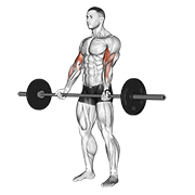 barbell curl dimostrazione dell’esercizio