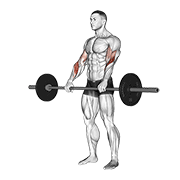 barbell reverse curl exercise demonstration