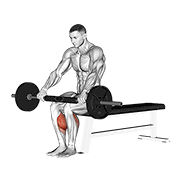 barbell seated calf raise exercise demonstration