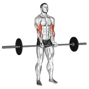barbell standing close grip curl exercise demonstration