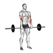 barbell standing reverse grip curl exercise demonstration