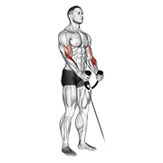 cable hammer curl (with rope) dimostrazione dell’esercizio
