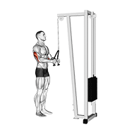 cable pushdown (with rope attachment) egzersiz gösterimi
