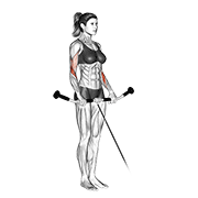 cable reverse curl exercise demonstration