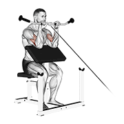 cable reverse preacher curl egzersiz gösterimi