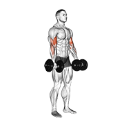 dumbbell biceps curl dimostrazione dell’esercizio