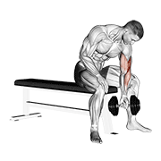 dumbbell concentration curl dimostrazione dell’esercizio