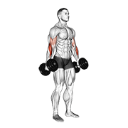dumbbell hammer curl v. 2 dimostrazione dell’esercizio