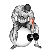 dumbbell one arm concentration curl (on stability ball) exercise demonstration