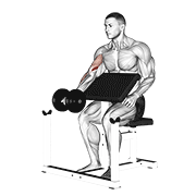 dumbbell preacher curl egzersiz gösterimi