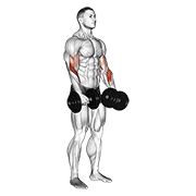 dumbbell revers grip biceps curl 动作演示