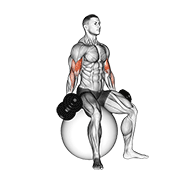 dumbbell seated biceps curl (on stability ball) exercise demonstration