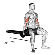 dumbbell seated curl exercise demonstration