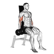 dumbbell seated inner biceps curl 动作演示