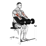 dumbbell seated preacher curl dimostrazione dell’esercizio