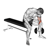 dumbbell seated revers grip concentration curl exercise demonstration