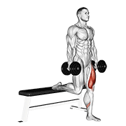 dumbbell single leg split squat 动作演示