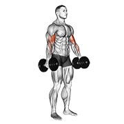 dumbbell standing biceps curl egzersiz gösterimi