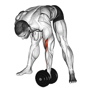 dumbbell standing concentration curl dimostrazione dell’esercizio