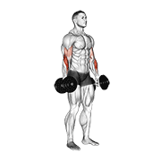 dumbbell standing reverse curl exercise demonstration