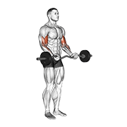 ez barbell curl exercise demonstration