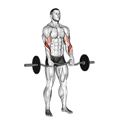 ez barbell reverse grip curl egzersiz gösterimi