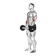 olympic barbell hammer curl exercise demonstration