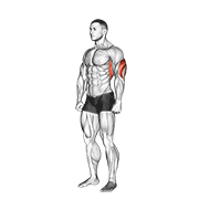 overhead triceps stretch dimostrazione dell’esercizio