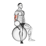 weighted seated bicep curl (on stability ball) exercise demonstration