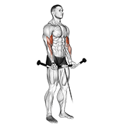 cable curl exercise demonstration
