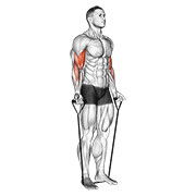 band alternating biceps curl egzersiz gösterimi