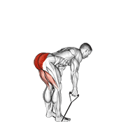 band straight back stiff leg deadlift 动作演示