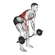 ez bar reverse grip bent over row egzersiz gösterimi