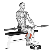 barbell seated calf raise exercise demonstration