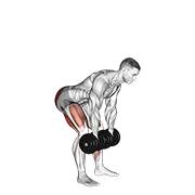 dumbbell romanian deadlift exercise demonstration