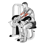 lever preacher curl v. 2 动作演示