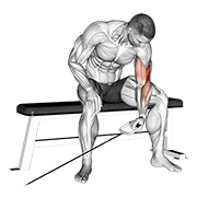cable seated one arm concentration curl egzersiz gösterimi