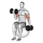 dumbbell alternating seated bicep curl on exercise ball dimostrazione dell’esercizio