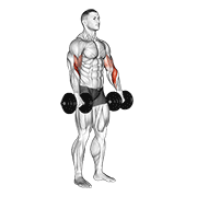 dumbbell biceps curl reverse exercise demonstration