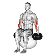 dumbbell hammer curl on exercise ball 动作演示