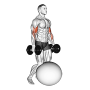 dumbbell kneeling bicep curl exercise ball exercise demonstration