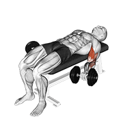 dumbbell lying supine biceps curl exercise demonstration