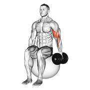 dumbbell one arm seated bicep curl on exercise ball 动作演示