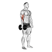 dumbbell one arm standing hammer curl dimostrazione dell’esercizio