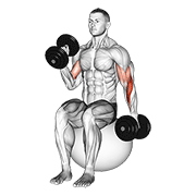 dumbbell seated alternate hammer curl on exercise ball 动作演示