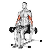 dumbbell seated bicep curl exercise demonstration
