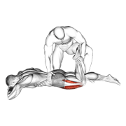 assisted prone lying quads stretch egzersiz gösterimi