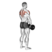 dumbbell upright row (back pov) exercise demonstration